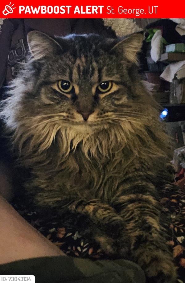 Lost Female Cat last seen W phoenix dr, St. George, UT 84770