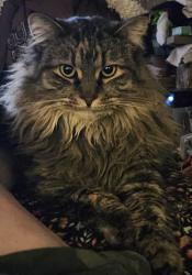 Lost Female Cat last seen W phoenix dr, St. George, UT 84770