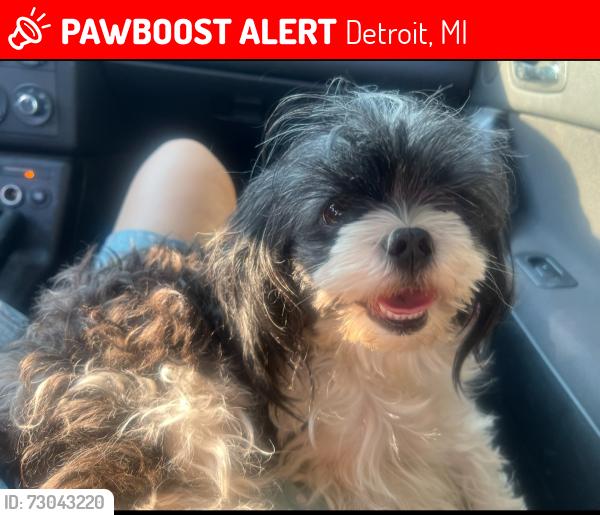 Lost Female Dog last seen Central st dix, Detroit, MI 48210