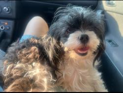 Lost Female Dog last seen Central st dix, Detroit, MI 48210