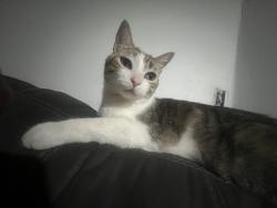 Lost Male Cat last seen Temecula, Temecula, CA 92592