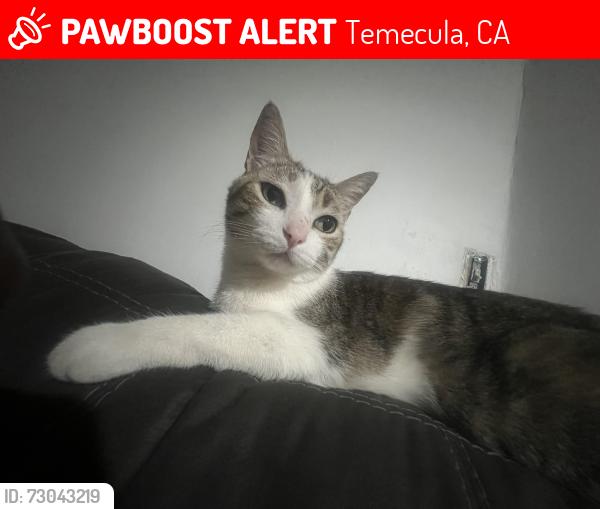 Lost Male Cat last seen Temecula, Temecula, CA 92592