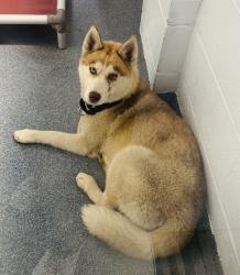 Reunited Female Dog last seen Lake Avenue Clifton, Clifton, NJ 07011