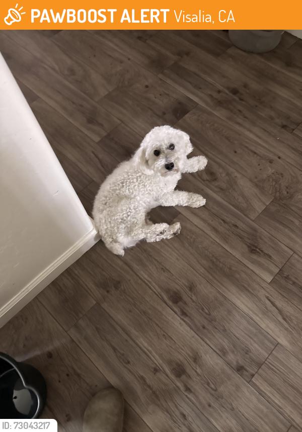 Found/Stray Male Dog last seen Near N park ct, Visalia, CA 93291