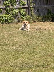Lost Male Dog last seen Caldwell Dr., Ivy Glen Ln, Jacksonville, NC 28546