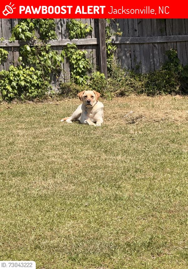 Lost Male Dog last seen Caldwell Dr., Ivy Glen Ln, Jacksonville, NC 28546