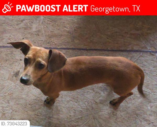 Lost Male Dog last seen Ridgewood and Oakland, Georgetown, TX 78633
