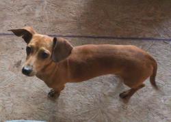 Lost Male Dog last seen Ridgewood and Oakland, Georgetown, TX 78633