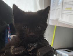 Shelter Stray Male Cat last seen Near S Wallace Lane, Holladay, UT, 84117, 511 W 3900 S, Salt Lake City, UT 84123, USA
