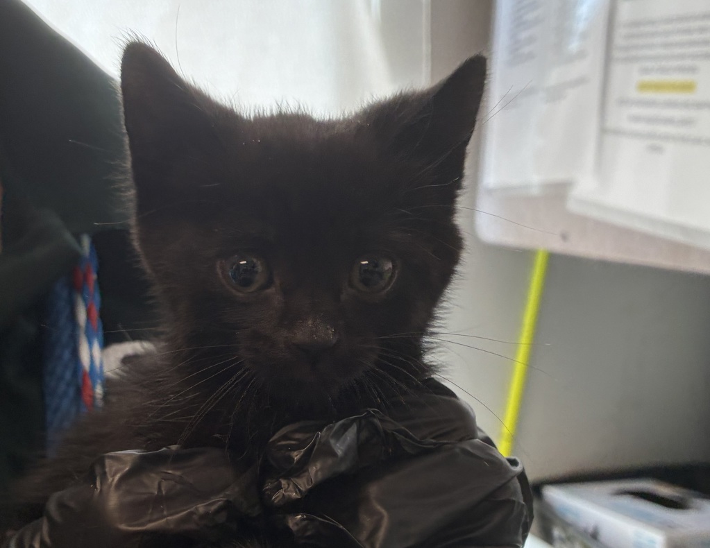 Shelter Stray Male Cat last seen Near S Wallace Lane, Holladay, UT, 84117, 511 W 3900 S, Salt Lake City, UT 84123, USA