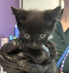 Shelter Stray Female Cat last seen Near S Wallace Lane, Holladay, UT, 84117, 511 W 3900 S, Salt Lake City, UT 84123, USA