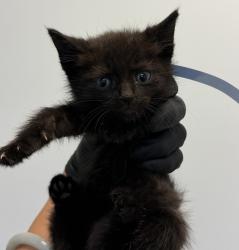 Shelter Stray Female Cat last seen Kirkcalty Drive, San Diego, CA, 92111, 5500 Gaines St, San Diego, CA 92110, USA