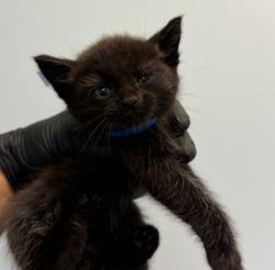 Shelter Stray Male Cat last seen Kirkcalty Drive, San Diego, CA, 92111, 5500 Gaines St, San Diego, CA 92110, USA