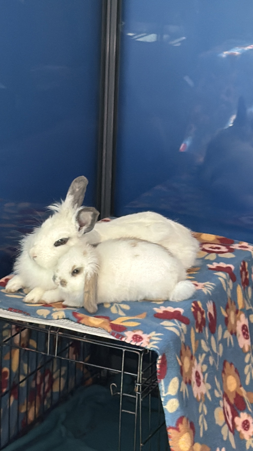 Shelter Stray Female Rabbit last seen Near Cynthia Lake, El Cajon, CA, 92019, El Cajon, CA 92020, USA