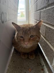 Found/Stray Unknown Cat last seen Hanging around the Medical Office Building, Columbus, OH 43228