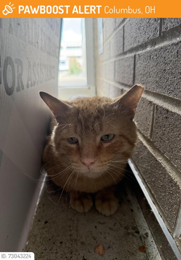 Found/Stray Unknown Cat last seen Hanging around the Medical Office Building, Columbus, OH 43228