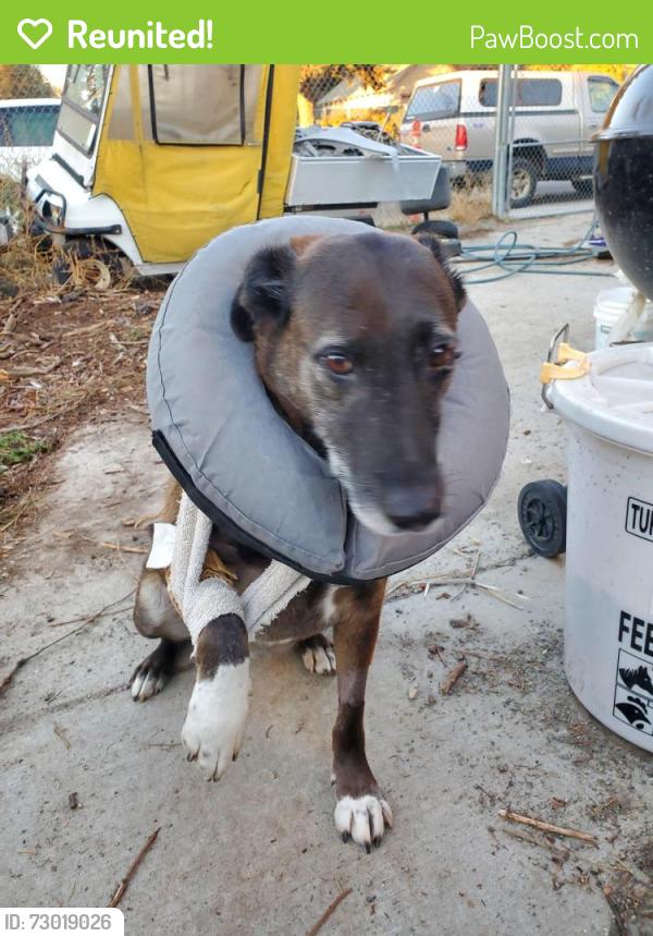 Reunited Female Dog last seen North foothills and napa, Spokane, WA 99207