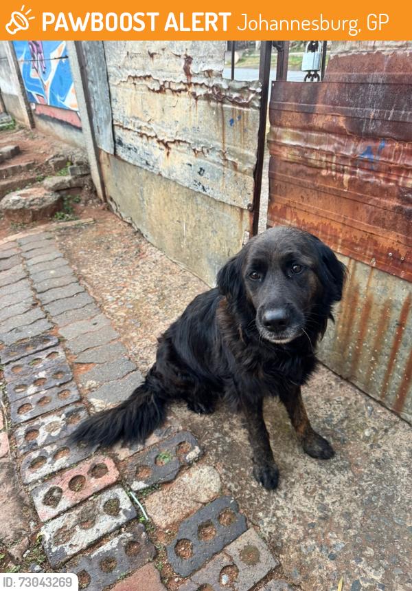 Found/Stray Female Dog last seen Jeppestown, Johannesburg, GP 2094