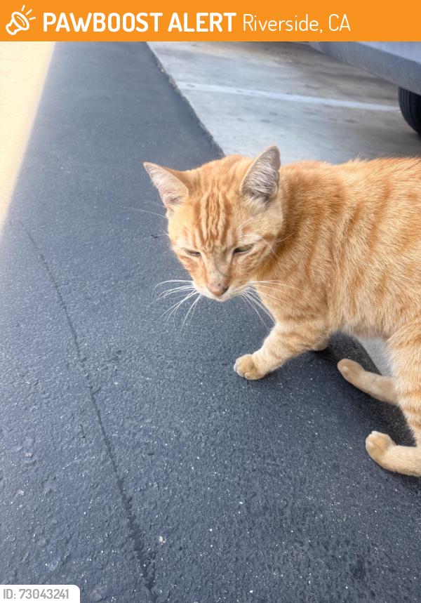 Found/Stray Male Cat last seen California, Riverside, CA 92504