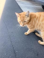 Found/Stray Male Cat last seen California, Riverside, CA 92504