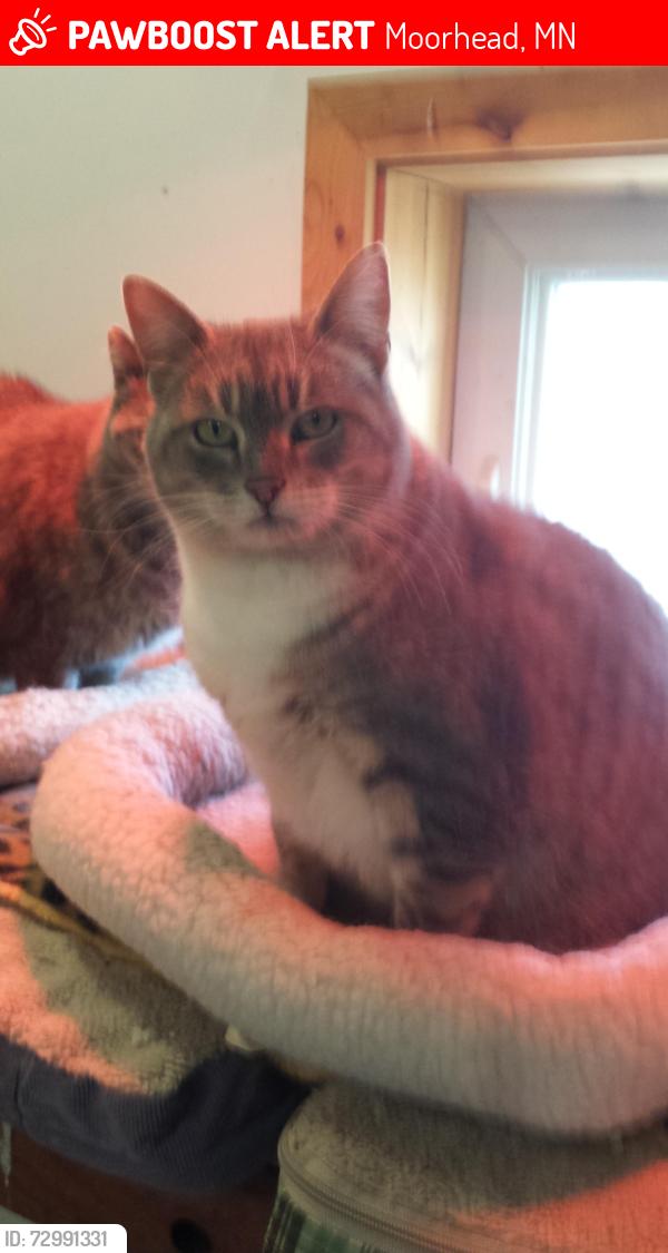 Lost Female Cat last seen 40th ave so and 50th street moorhead, Moorhead, MN 56560