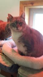 Lost Female Cat last seen 40th ave so and 50th street moorhead, Moorhead, MN 56560