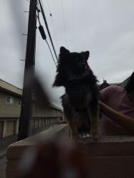 Found/Stray Male Dog last seen Danbrook elemantary, Anaheim, CA 92804