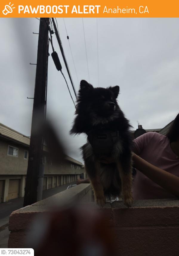 Found/Stray Male Dog last seen Danbrook elemantary, Anaheim, CA 92804