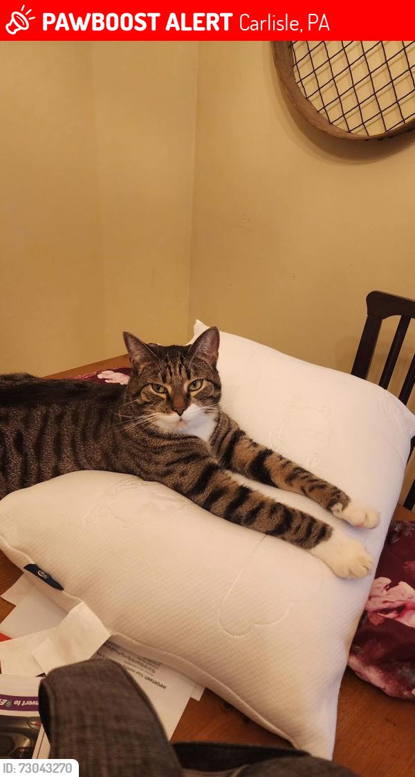 Lost Male Cat last seen Hamilton street, around fire department field, Carlisle, PA 17013