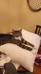 Lost Male Cat last seen Hamilton street, around fire department field, Carlisle, PA 17013