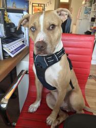 Lost Male Dog last seen Lexington and Wilton, Los Angeles, CA 90038