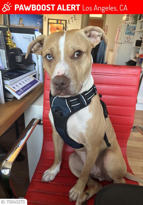 Lost Male Dog last seen Lexington and Wilton, Los Angeles, CA 90038