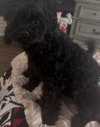 Lost Female Dog last seen 3sixty flts, Grand Prairie, TX 75052