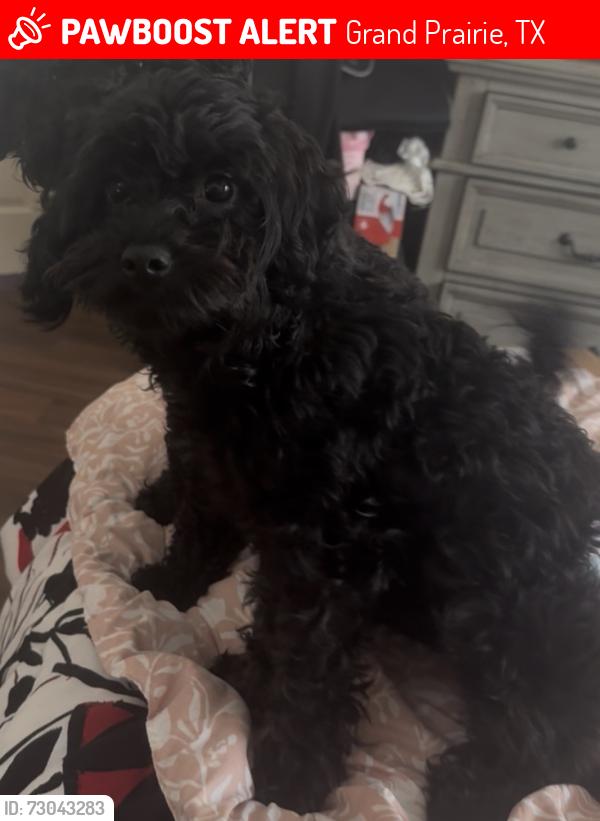 Lost Female Dog last seen 3sixty flts, Grand Prairie, TX 75052