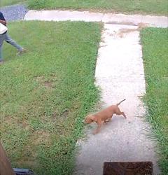 Lost Female Dog last seen Kern, Jeanerette, LA 70544