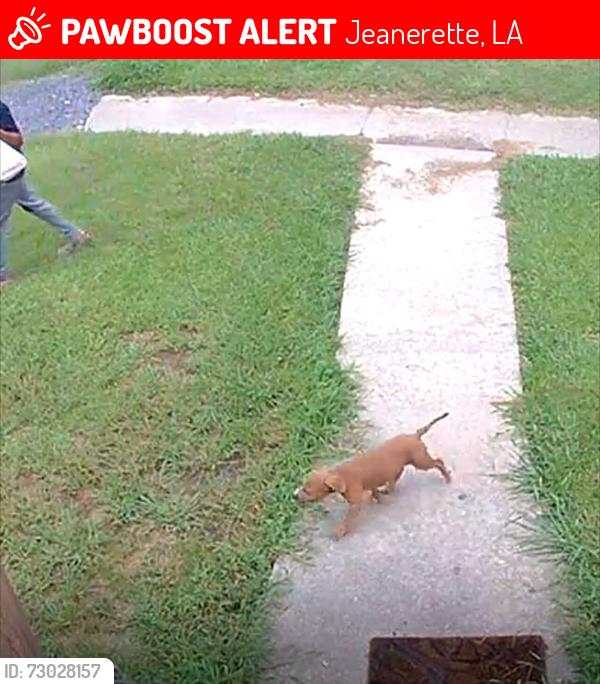 Lost Female Dog last seen Kern, Jeanerette, LA 70544