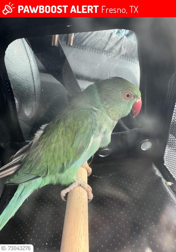 Lost Female Bird last seen Monarch Blue Lane, Teal Bend, Fresno , Fresno, TX 77545