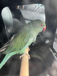 Lost Female Bird last seen Monarch Blue Lane, Teal Bend, Fresno , Fresno, TX 77545
