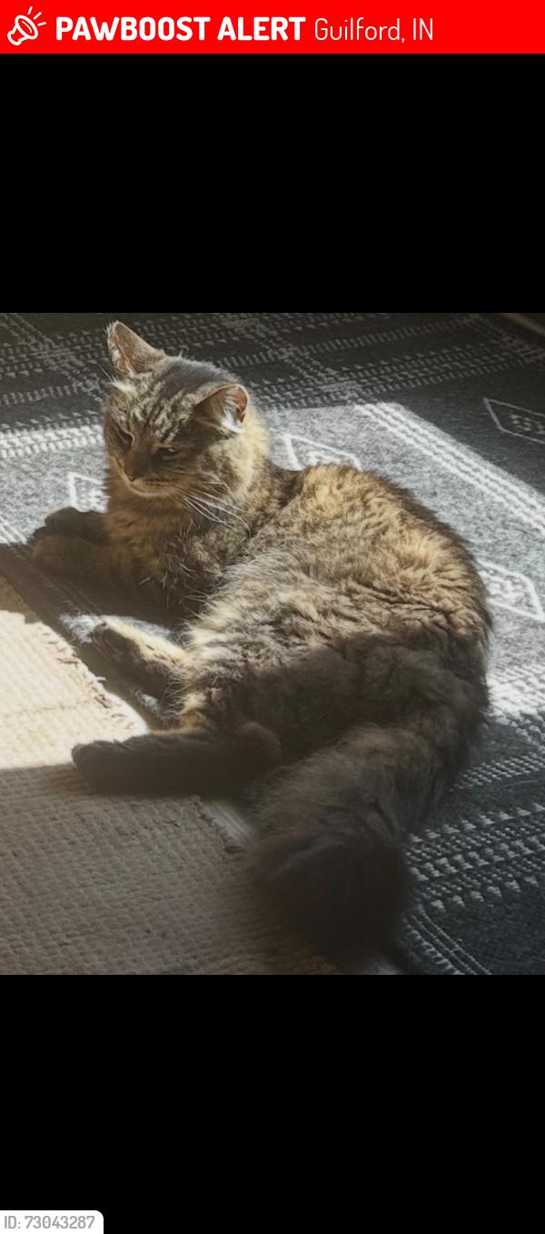 Lost Female Cat last seen Near the red Easy Way Ranch barn, Guilford, IN 47022