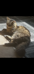 Lost Female Cat last seen Near the red Easy Way Ranch barn, Guilford, IN 47022