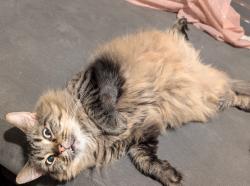 Reunited Male Cat last seen Kennet valley community centre , Calcot, England RG31 7BP
