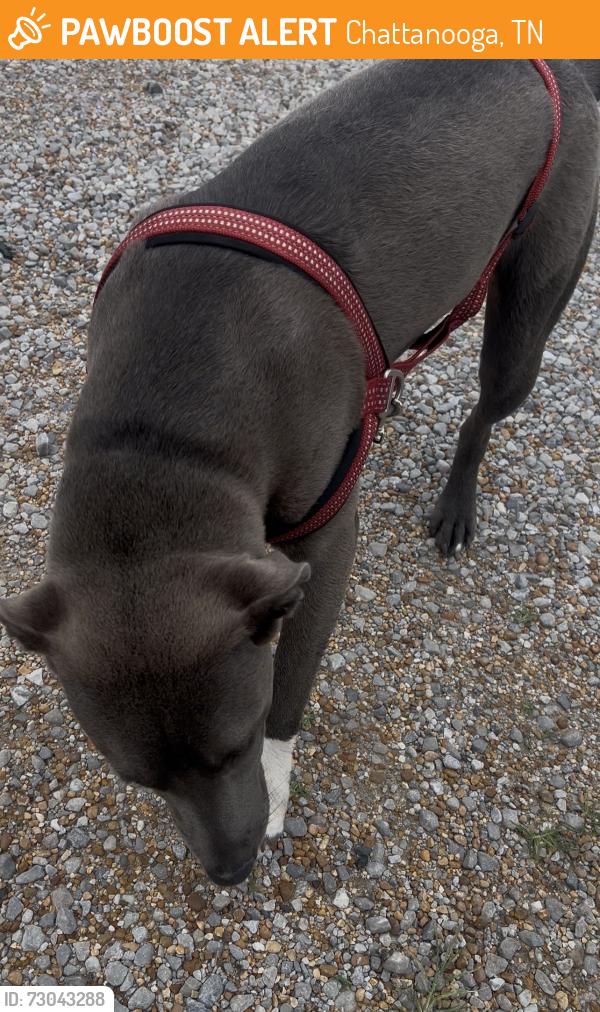 Found/Stray Female Dog last seen SnapDragon Lee Hey, Chattanooga, TN 37421