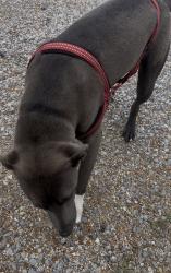 Found/Stray Female Dog last seen SnapDragon Lee Hey, Chattanooga, TN 37421