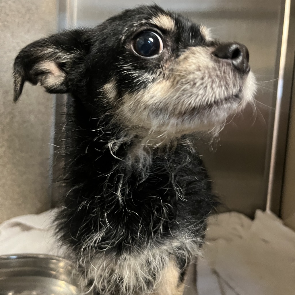 Shelter Stray Male Dog last seen , 4575 E Mesquite Ave, Palm Springs, CA 92264, USA