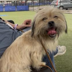 Shelter Stray Female Dog last seen , Animal Care & Control Team of Philly, 111 W Hunting Park Ave, Philadelphia, PA 19140, USA