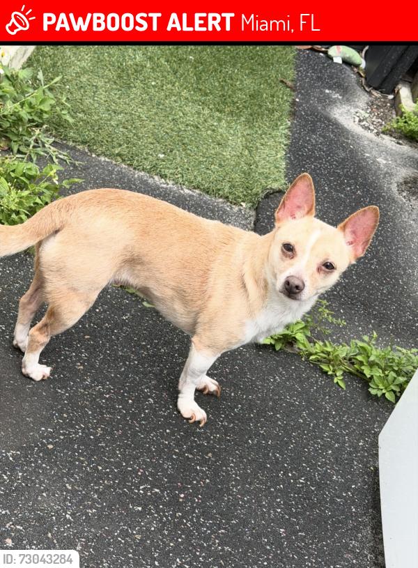 Lost Female Dog last seen Near the MDC Campus, Miami, FL 33150