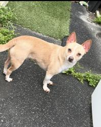 Lost Female Dog last seen Near the MDC Campus, Miami, FL 33150