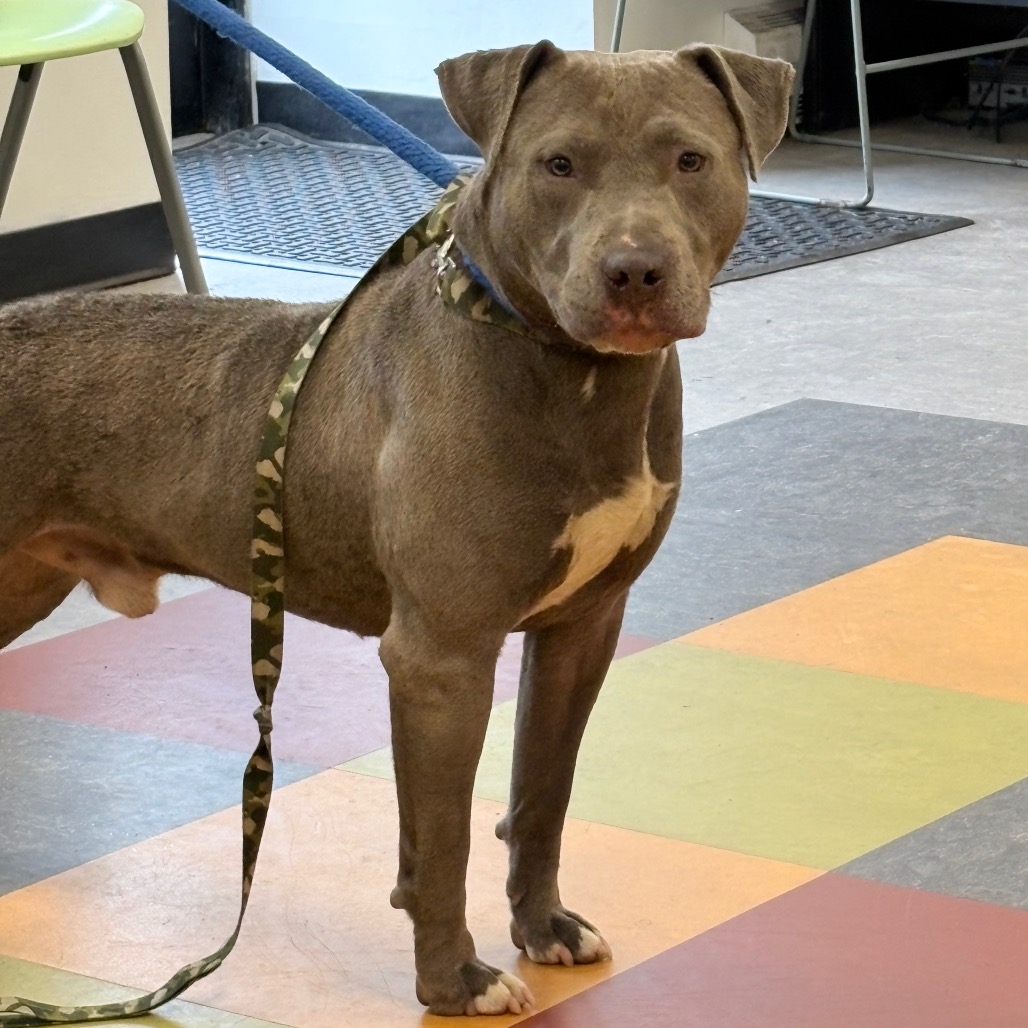 Shelter Stray Male Dog last seen , Animal Care & Control Team of Philly, 111 W Hunting Park Ave, Philadelphia, PA 19140, USA