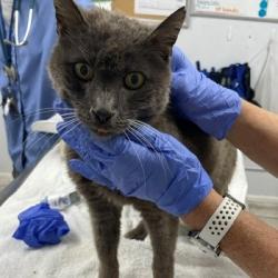 Shelter Stray Male Cat last seen , 12910 Yukon Ave, Hawthorne, CA 90250, USA