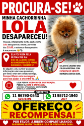 Lost Female Dog last seen Condomínio sete praias / eldorado diadema, Sete Praias, SP 04477-060